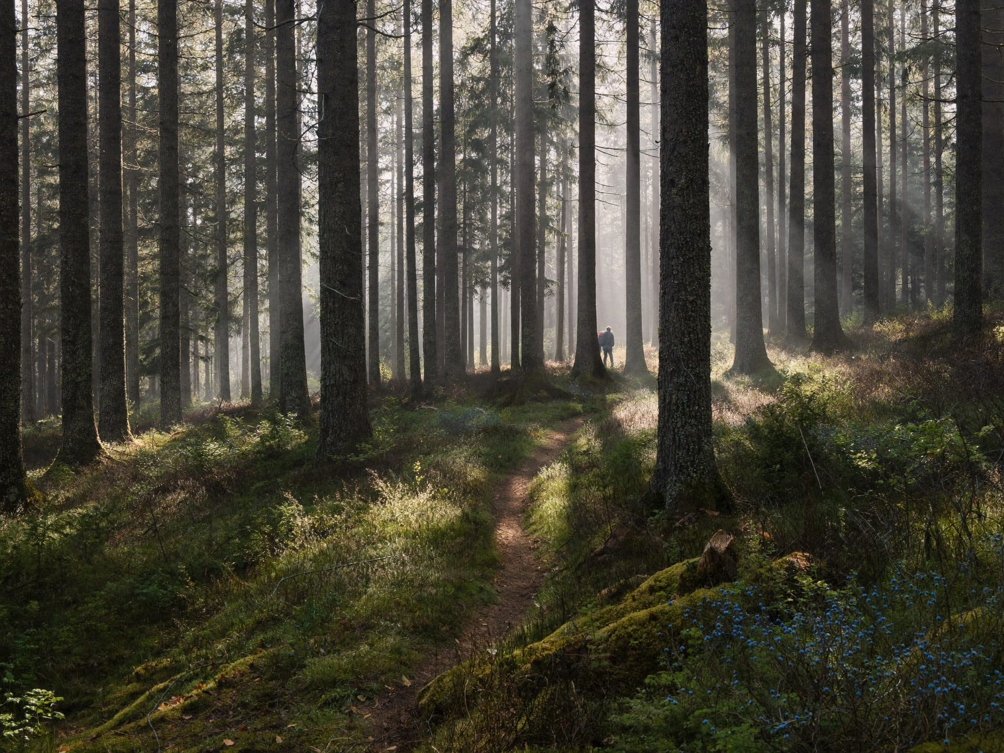 Skogsstig i morgonljus